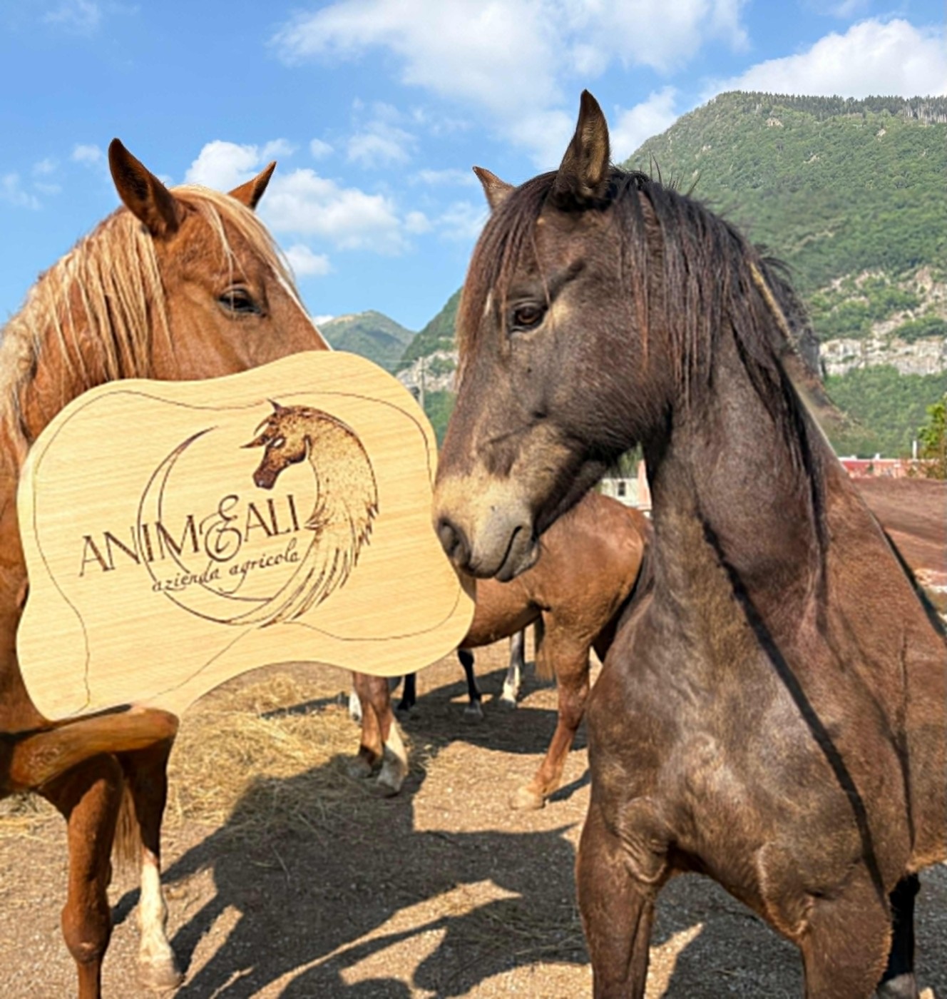 Artù, puledro di Anime e Ali