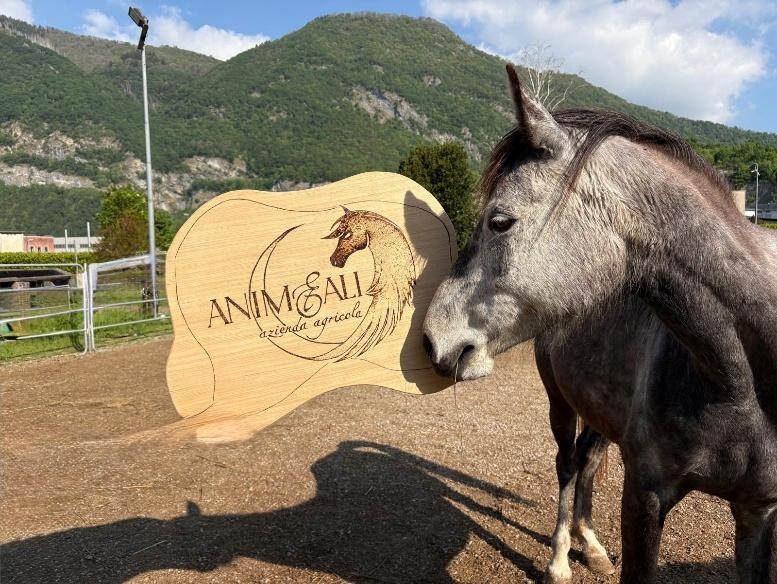 Fumo, puledro di Anime e Ali