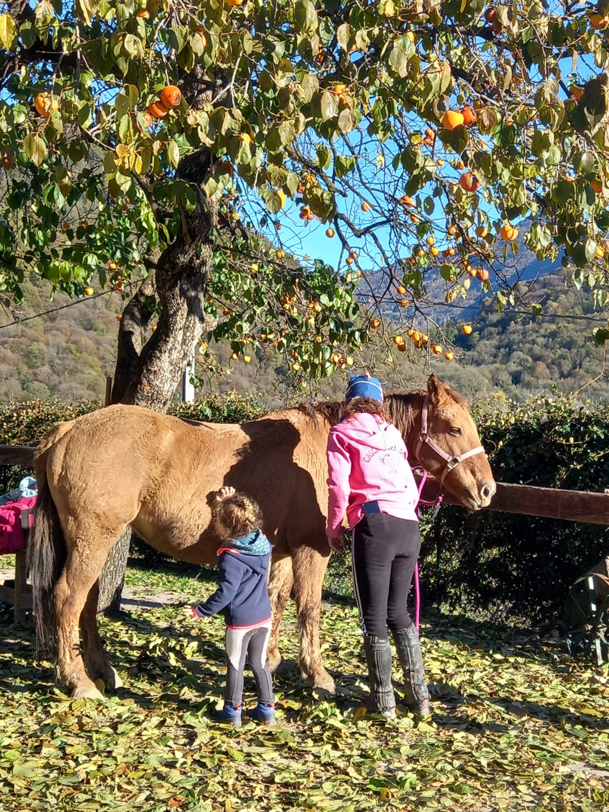 Percorso di avvicinamento al cavallo
