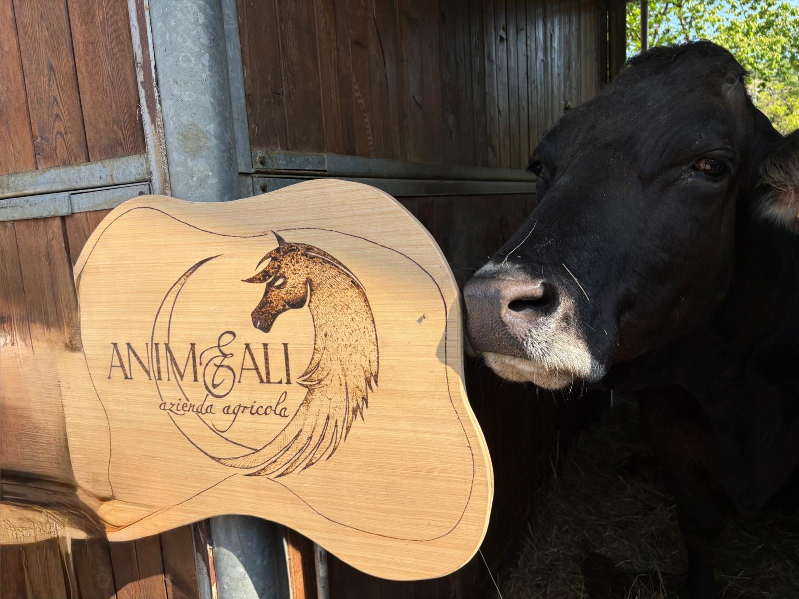 Bulla, la mucca