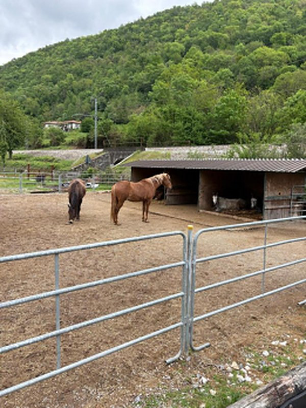 Paddock puledri
